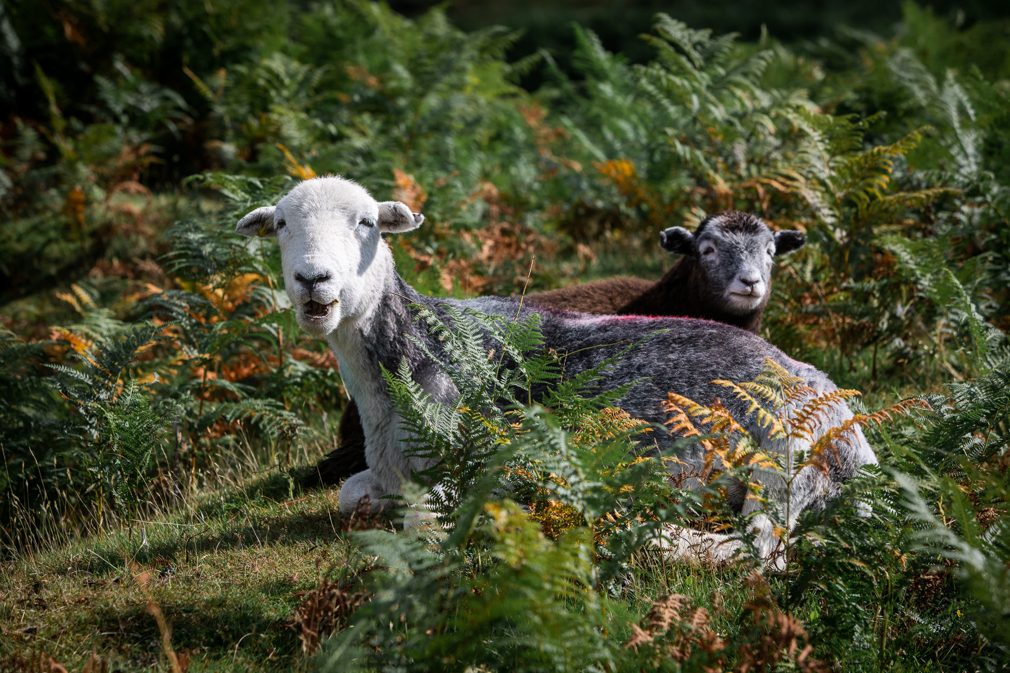 Sheep at Elterwater - Photo by Stephen Barber